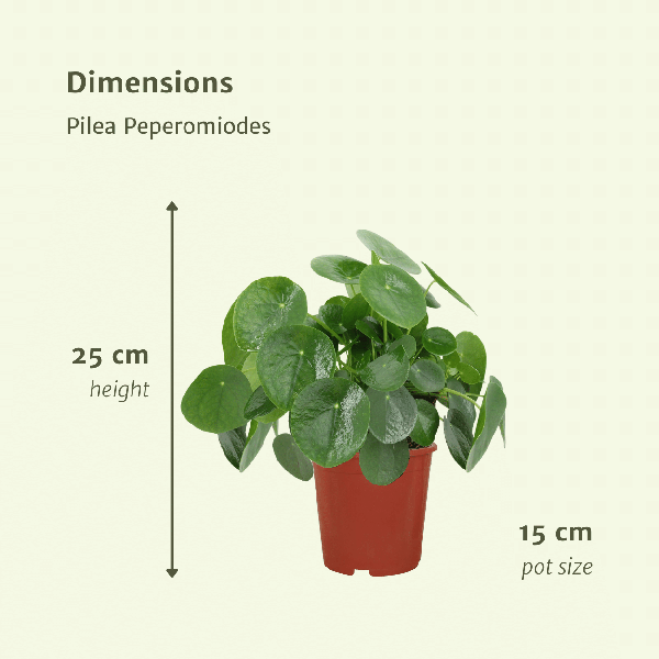 2x Pilea Peperomiodes - Plante à crêpes - 25cm - ø15