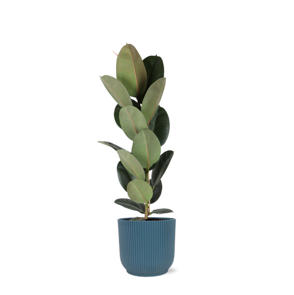 Ficus Elastica Robusta - Ø21cm - ↕90cm en pot Vibes bleu