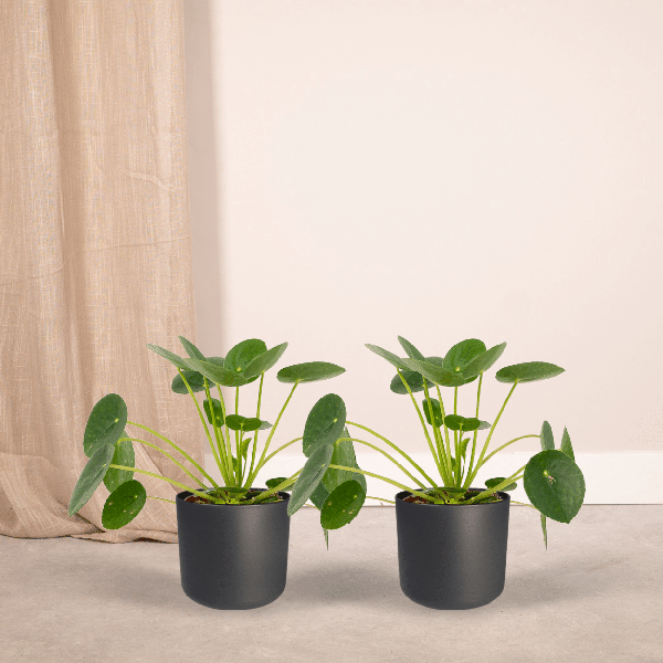 2x Pilea Peperomiodes - Plante à crêpes - 20cm - ø12