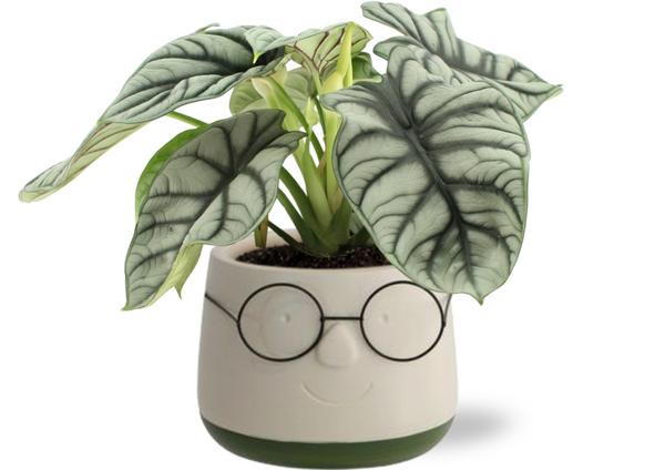 Alocasia Silver Dragon - Ø12cm - ↕25-45cm + Pot Verres D13,5x9,5cm - Vert