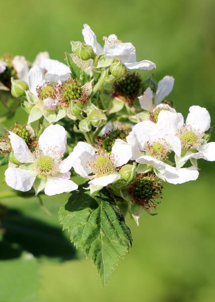 Rubus idaeus 'Malling Promise' - Framboise - Ø13cm - ↕45cm