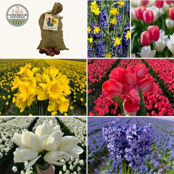 Flowerbulbs Amsterdam - Super Holland Mix - Sachet de valeur durable, 100 bulbes de fleurs pour 2,5 m2 de splendeur florale - Taille 12+