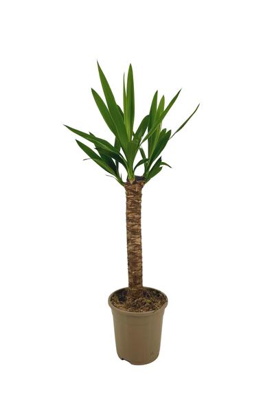 Yucca Elephantipes Ø17cm - ↕25cm