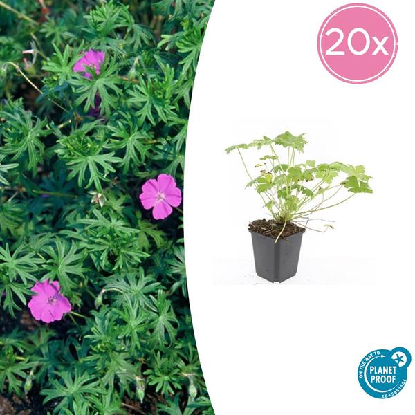 Geranium 'Tiny Monster' - ↕10-25cm - Ø9cm - 20x