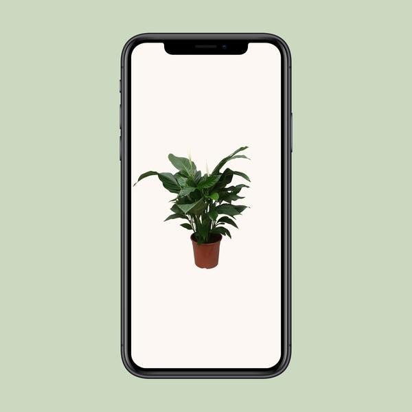 Spathiphyllum Douce Silvana - Ø24cm - ↕80cm