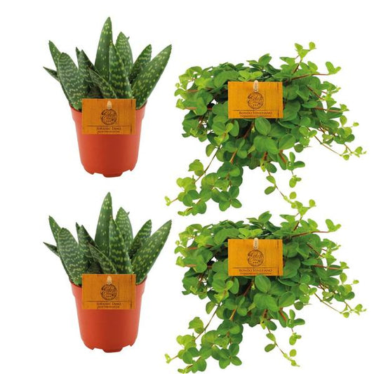 2x Aloe Paradisicum + 2x Peperomia Rotundifolia - 4 pièces - Ø10,5cm - ↕10cm