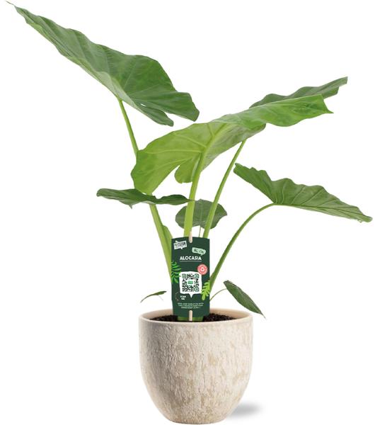 Alocasia Macrorrhiza - Ø19cm - ↕70cm + Pot Sem D20x18cm - Beige