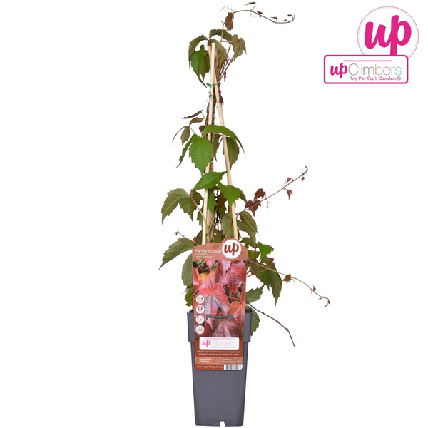 Parthenocissus tricuspidata 'Veitch Boskoop' - Ø15cm - ↕65cm