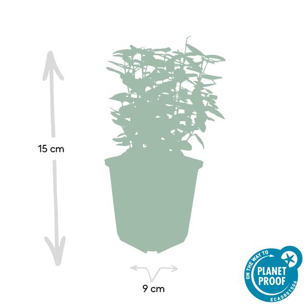 Euonymus fort. 'Emerald 'n Gold’ - ↕10-25cm - Ø9cm - 60x