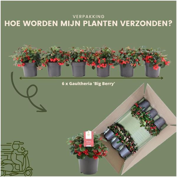 6x Gaultheria procumbens 'Big Berry' | 12 cm Ø | 15-20 cm ↕