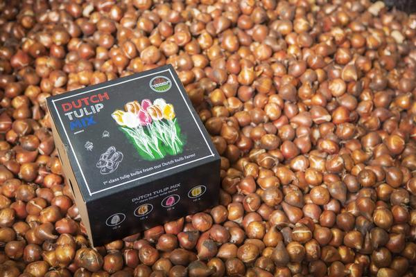 Flowerbulbs Amsterdam - Mélange de tulipes hollandaises - Boîte de luxe moyenne, 40 bulbes de fleurs pour 1 m2 de splendeur florale - Taille 12+