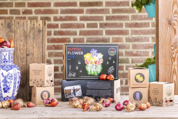 Flowerbulbs Amsterdam - Dutch Flower Mix - Boîte de luxe grande, 75 bulbes à fleurs pour 2 m2 de splendeur florale - Taille 12+