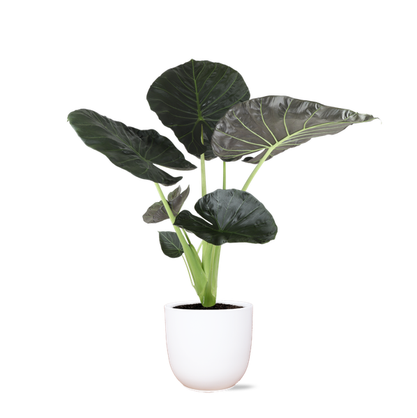 Alocasia Regal Shield Ø24cm - ↕110cm en pot Boule BLANC