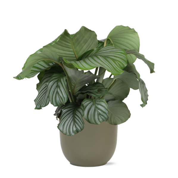 Calathea Orbifolia Ø21cm - ↕70cm en pot Boule OLIVE