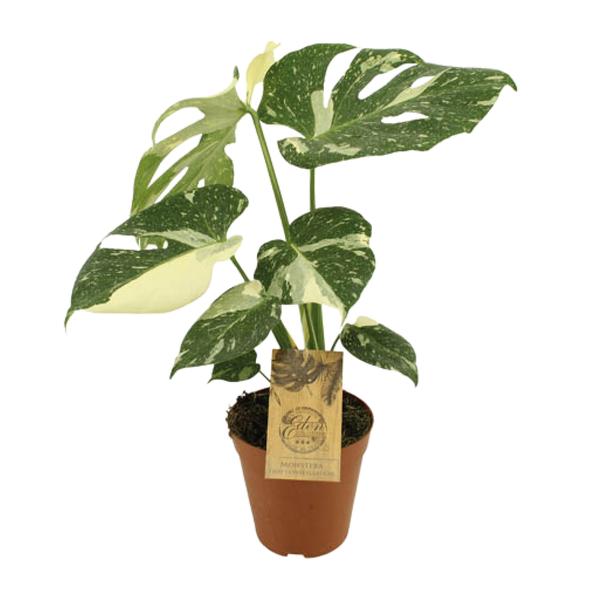 Constellation Monstera Thaï - Ø15cm - ↕50cm