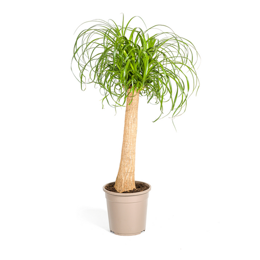 Beaucarnea Recurvata Stam Ø24cm - ↕90-100cm