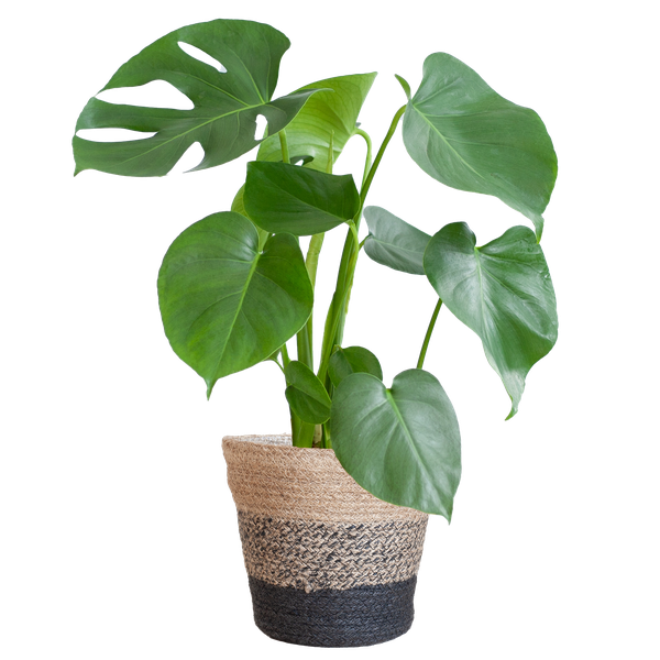 Monstera Deliciosa avec panier Lisbon noir - 50cm - Ø17