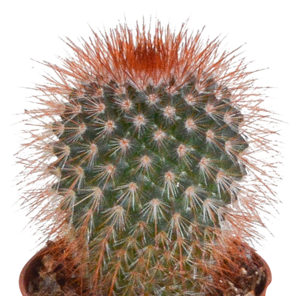 Cactus mix 5.5 cm - 10x - zonder pot
