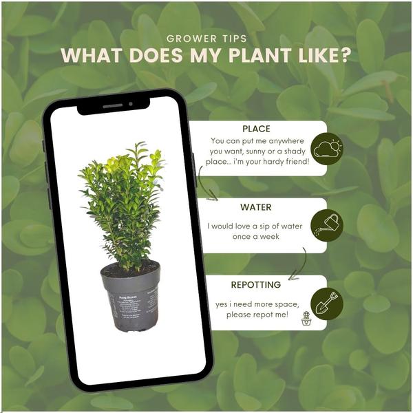 Haie de Buxus Sempervirens 1 mètre - ↨ 20 cm - 6 x Ø 12 cm