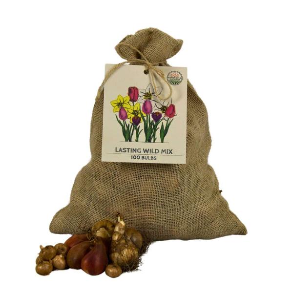 Flowerbulbs Amsterdam - Super Lasting Wild Mix - Sachet de valeur durable, 100 bulbes de fleurs pour 2,5 m2 de beauté florale