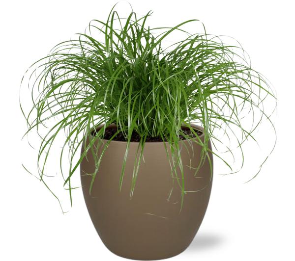 Cyperus Alternifolius - Ø12cm - ↕20cm + Bowl Pot D13/14.5x13cm - Bruin