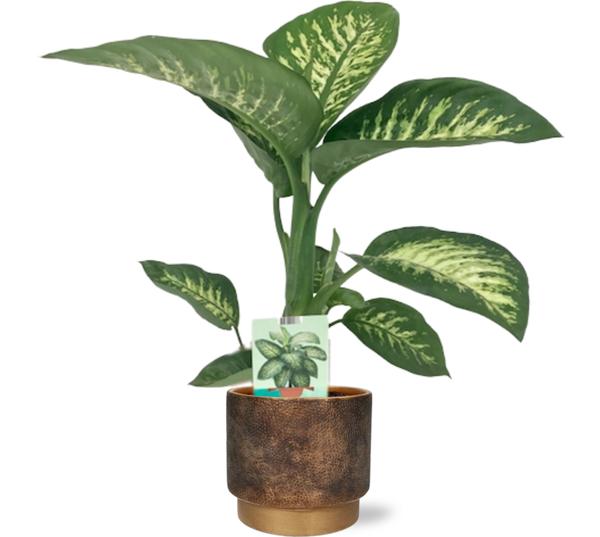 Dieffenbachia Seguine Tropic Snow - Ø19cm - ↕70cm + Merel Pot D20x18cm - Goud