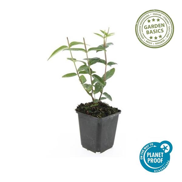 Hypericum inodorum 'Rheingold' - ↕10-25cm - Ø9cm - 60x