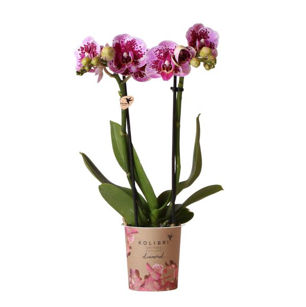 Orchidées colibris | Orchidée phalaenopsis violet rose - Salvador - taille du pot Ø9cm | plante d'intérieur à fleurs - fraîchement sortie du producteur