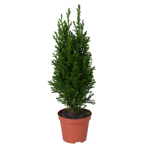 Ellwoodii Groen - Ø9cm - ↕35cm