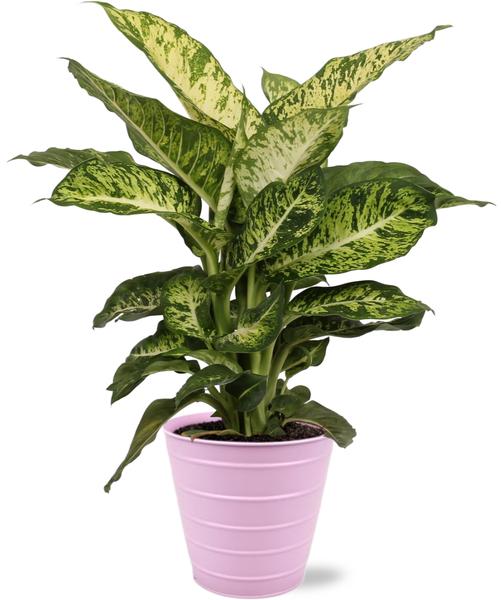 Dieffenbachia Mars - Ø17cm - ↕50cm + Bodhi Pot D18x17cm - Roze