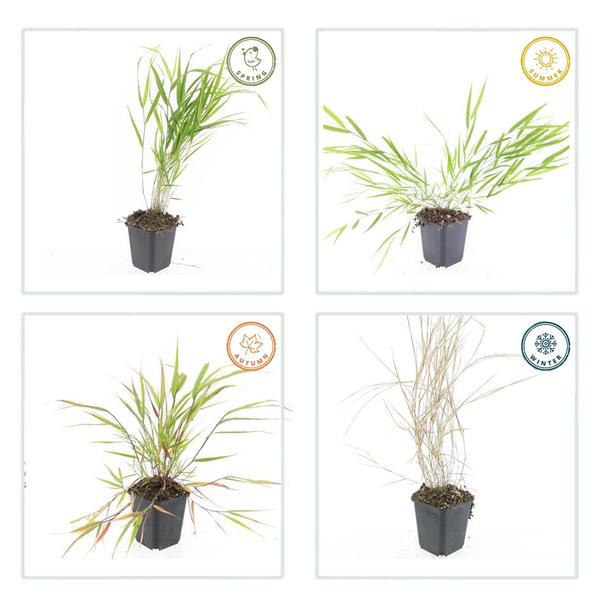 Hakonechloa macra - ↕10-25cm - Ø9cm - 60x