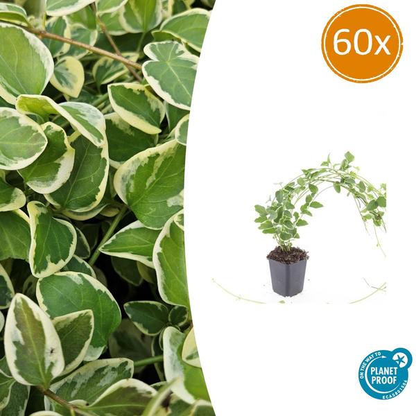Vinca major 'Variegata' - ↕10-25cm - Ø9cm - 60x