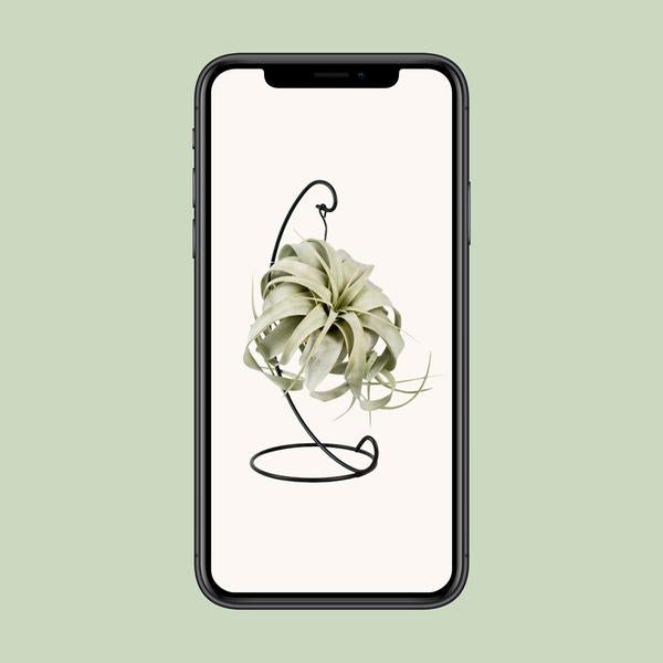 Tillandsia King Xero - Ø12cm - ↕23cm