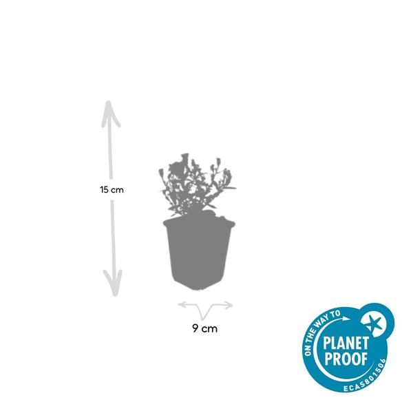 Aster (D) 'Prof. Anton Kippenberg' - ↕10-25cm - Ø9cm - 60x