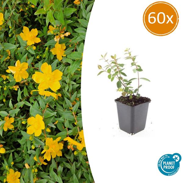 Hypericum dummeri 'Peter Dummer' - ↕10-25cm - Ø9cm - 60x
