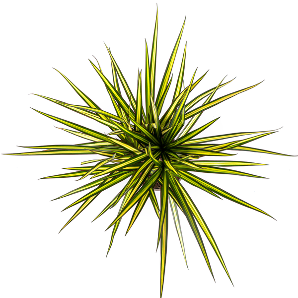 Dracaena Marginata Sunray Ø17cm - ↕25cm