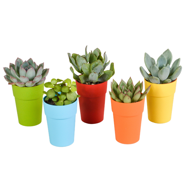 Vetplanten mix 5.5 cm - 5x - in gekleurde plasticpot
