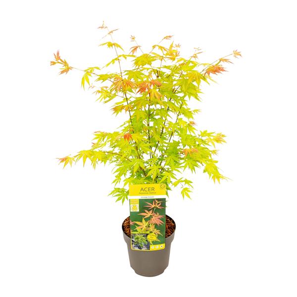 Acer palmatum Orange Rêve - Ø19cm - ↕50cm