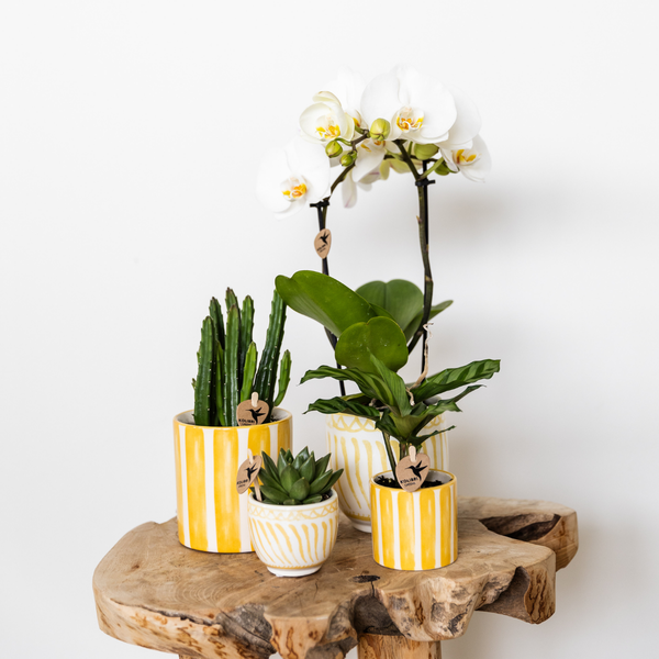 Kolibri Home | Granada - Yellow - Ø9cm
