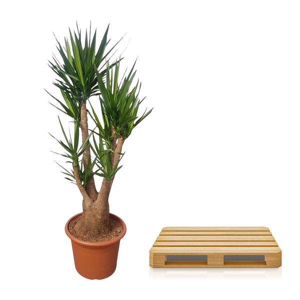 Yucca Elephantipes ramifié - 190 cm - ø55
