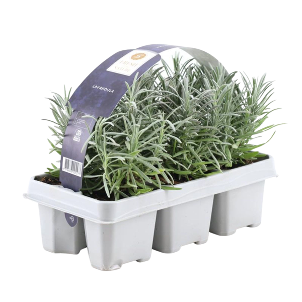 Lot de 6 Lavande angustifolia - 6 x Ø7 cm - ↕15 cm