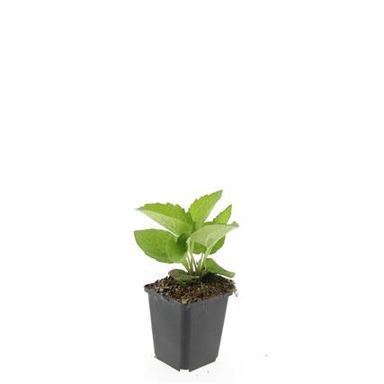 Rudbeckia fulgida 'Goldsturm' - ↕10-25cm - Ø9cm - 60x