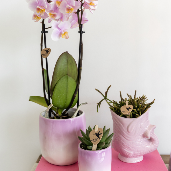 Kolibri Home | Fish - Pink - Ø6cm