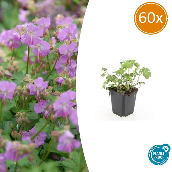 Geranium cant. 'Cambridge' - ↕10-25cm - Ø9cm - 60x
