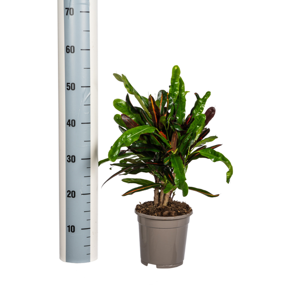 Codiaeum 'Croton' Mamey Ø17cm - ↕50cm