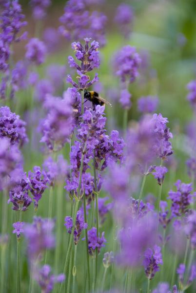 Lavandula ang. 'Munstead' - ↕10-25cm - Ø9cm - 60x