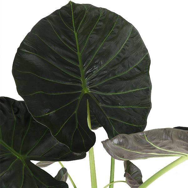 Alocasia Regal Shield Ø24cm - ↕110cm in Era WIT pot