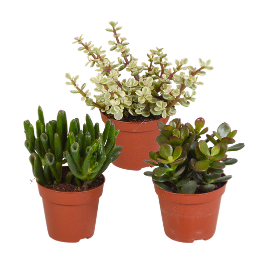 Crassula mix 8.5 cm - zonder pot - 3x