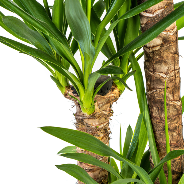 Yucca Éléphantipes Ø24cm - ↕130cm