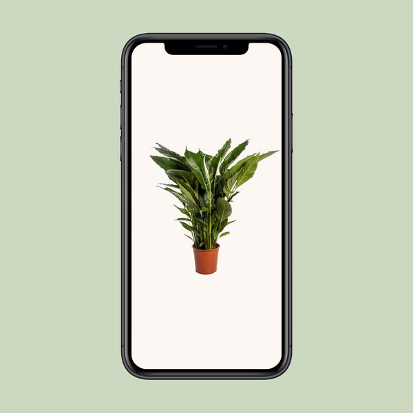 Spathiphyllum Sweet Sebastiano - Ø24cm - ↕110cm